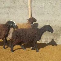 پنج راس میش درجه یک جوان|حیوانات مزرعه|بهمن صغاد, |دیوار