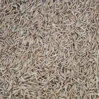 شلتوک برنج ضیغمی
