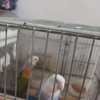 طوطی برزیلی کوتوله ، جفت و تک