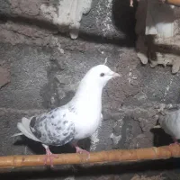 کبوتر غریب