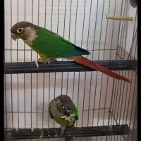 گیرینچیک نر ماده حلقه به پا کار داده قیمت ۴۵۰۰|پرنده|تهران, سعادت‌آباد|دیوار