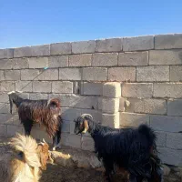 ۲۰۰راس بزداشتی جوان کهره دار معاوضه با میش|حیوانات مزرعه|خنج, |دیوار