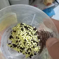 جوجه حلزون البینو