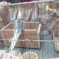 عروس هلندی|پرنده|اصفهان, پزوه|دیوار