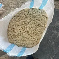 کدو بذر خارجی(هیبرید) درجه ۱ یه دست|عمدهفروشی|آباده, |دیوار