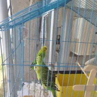 مرغ عشق  با  دوتا  جوجه