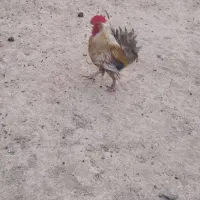 2عدد خروس جوان و مرغ گیر
