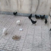 مرغ ۶ عدد ۲ عدد بوقلمون