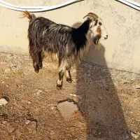 بیگ|حیوانات مزرعه|ایذه, |دیوار