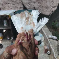 زرددمسفید