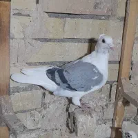 پشت گراف سبز کاکلی عطیقه|پرنده|مشهد, شهید معقول|دیوار
