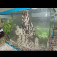 آکواریوم شیشه خم ۵۰ سانتی