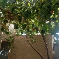 خانه زمین ملک|فروش خانه و ویلا|مشهد, شایه|دیوار