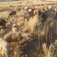ورندیل میش وبره