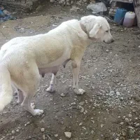 ماده پژدر دو سال و نیم