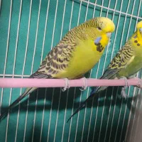 کوتوله. عروس هلندی. مرغ عشق انگلیسی|پرنده|کشکوئیه, |دیوار
