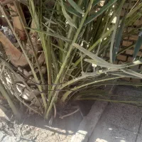 فروش پاجوش نخل بریهی