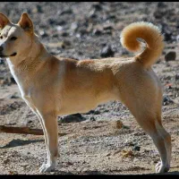 سگ نگهبان یا گله نیاز دارم