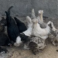مرغ و خروس کاکولی پاپر و مرغ مینیاتوری|حیوانات مزرعه|ری, شهید بهشتی|دیوار