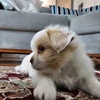 سگ پامر اشپیدز|سگ|ساری, |دیوار