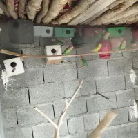 سلام دوستان عزیز چند جفت طوطی برزیلی برای فروش|پرنده|قصرقند, |دیوار