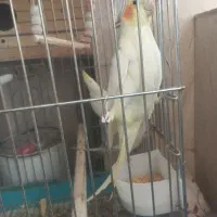 فروش یک جفت عروس هلندی