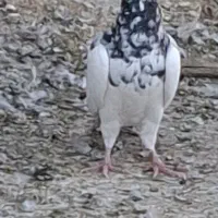 یهودی سار