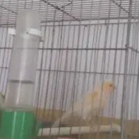 فوری ‌قنازی نر جوان .بخون