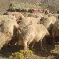 گوسفند داشتی گله یک جا بفروش میرسد