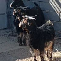 بز گله داری