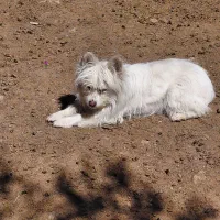 پاکوتاه ماده