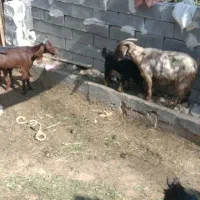 بز زاییده|حیوانات مزرعه|بهبهان, |دیوار