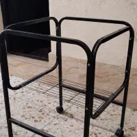 عروس هلندی|پرنده|رشت, باهنر|دیوار