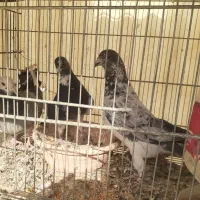 کبوتر درپرنده