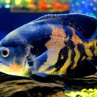 ماهی اسکار و پرت