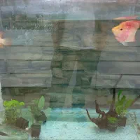 ماهی فلاور باکس جفت