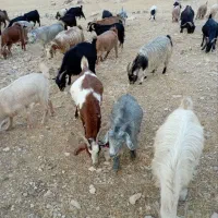 تعداد 120عدد بز و پازن سرحال داشتی