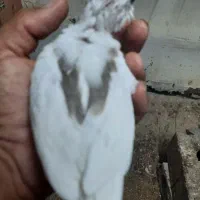 جوجه عروس هلندی