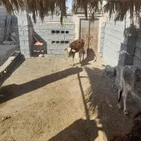 گوساله فروشی|حیوانات مزرعه|میناب, |دیوار