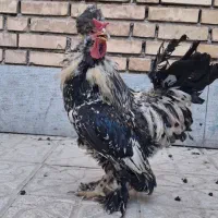 خروس سلطان اصل