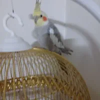 عروس هلندی سخنگو
