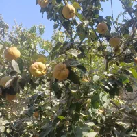 فروش مستقیم به از باغدار|عمده‌فروشی|اصفهان, ملک‌شهر|دیوار