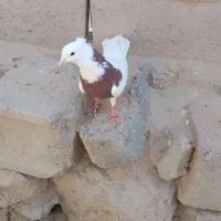 کفتر طوقی|پرنده|شهر بابک, |دیوار