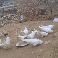 کفتر نوک ریز|پرنده|قیدار, |دیوار