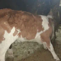 گاو گوساله|حیوانات مزرعه|قروه, |دیوار