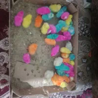 جوجه رنگی|پرنده|شیروان (خراسان), |دیوار