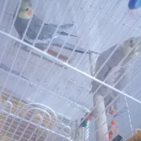 عروس هلندی نر و ماده|پرنده|گل تپه, |دیوار