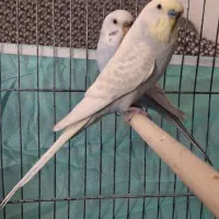 مرغ عشق مولد