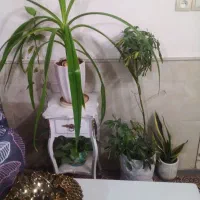با سلام خدمت شما عزیزان  گل های طبیعی زیبا|گل و گیاه طبیعی|کاشان, فاز ۲ ناجی آباد|دیوار