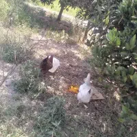 مرغ محلی تخم گذار